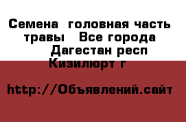 Семена (головная часть))) травы - Все города  »    . Дагестан респ.,Кизилюрт г.